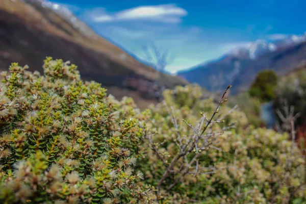 Arthur Pass Nationalpark Canterbury Südinsel Neuseeland — Stockfoto