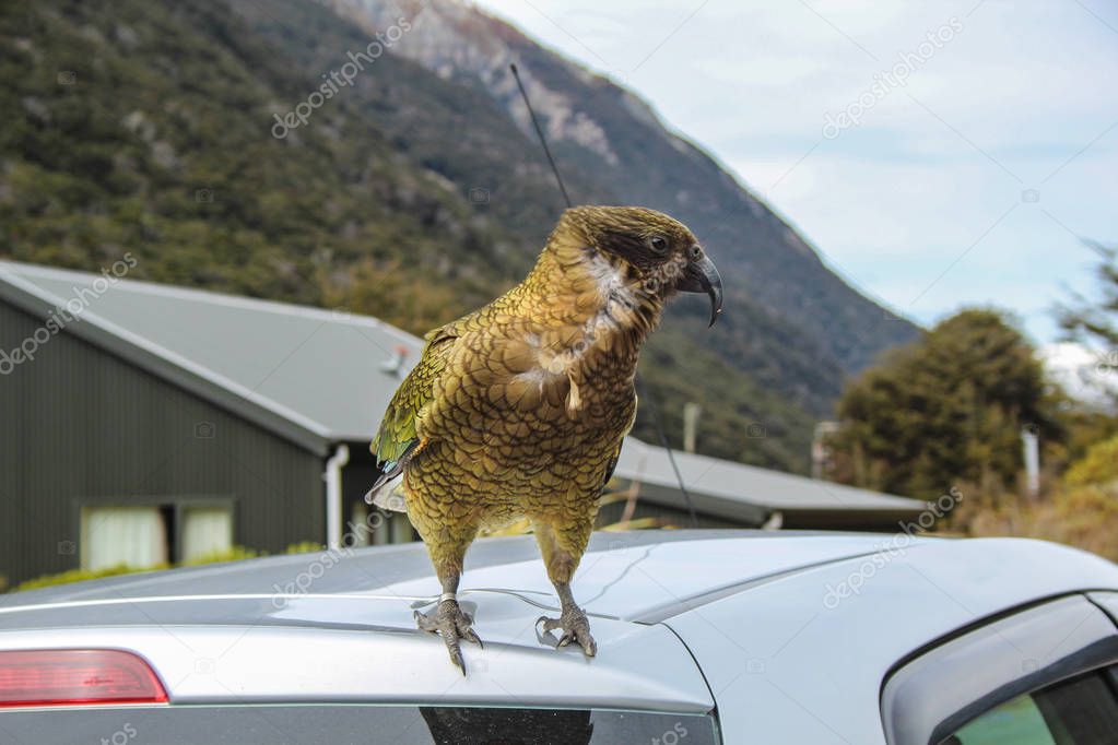 Kea parrot sitting on top of car in Arthur's Pass village, Canterbury, New Zealand