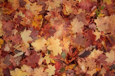 zemin renkli düşen sonbahar yaprakları