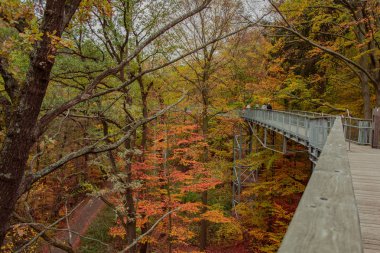 Harz Dağları Milli Parkı, Almanya'da Bad Harzburg Baumwipfelpfad Harz