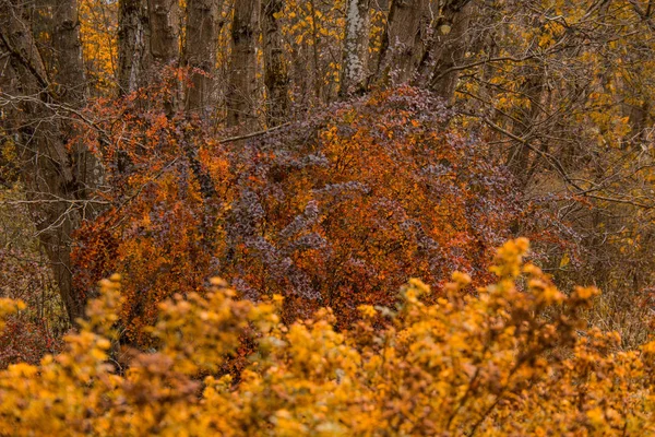 Vermelho Marrom Amarelo Folhas Outono Árvore Floresta — Fotografia de Stock