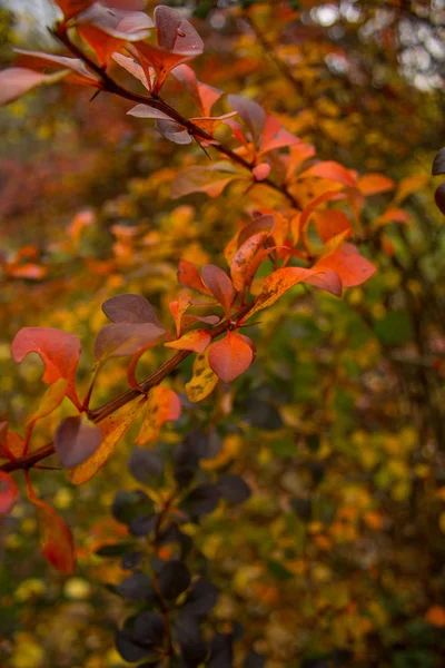 Feuilles Automne Rouges Sur Arbre Dans Forêt — Photo