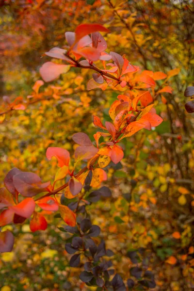 Rote Herbstblätter Baum Wald — Stockfoto