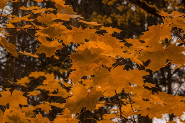 Folhas Outono Douradas Árvore Floresta — Fotografia de Stock