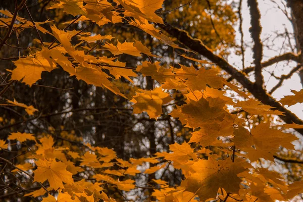 Folhas Outono Douradas Árvore Floresta — Fotografia de Stock