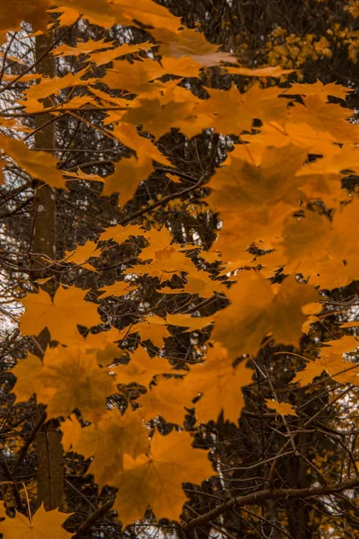 Folhas Outono Douradas Árvore Floresta — Fotografia de Stock