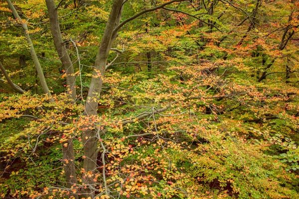 Lindas Folhas Coloridas Outono Floresta — Fotografia de Stock