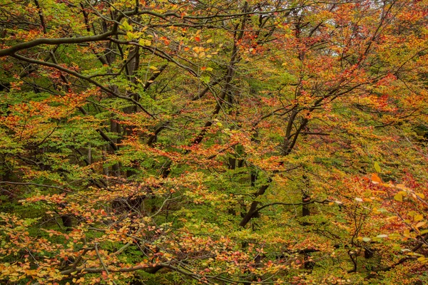 Belles Feuilles Automne Colorées Dans Forêt — Photo