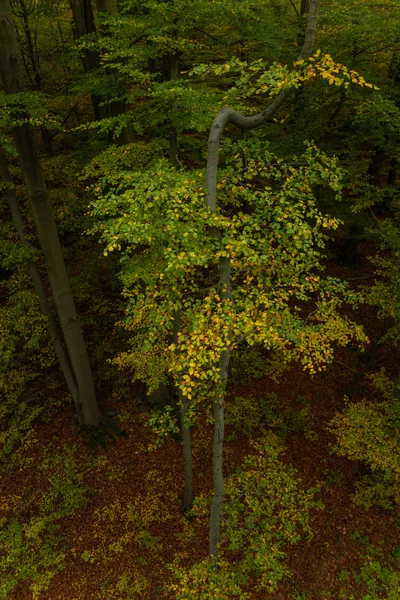 Lindas Folhas Coloridas Outono Floresta — Fotografia de Stock