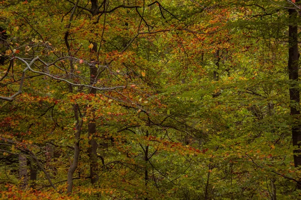 Lindas Folhas Coloridas Outono Floresta — Fotografia de Stock