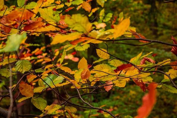 Piękne Kolorowe Liście Jesienią Lesie — Zdjęcie stockowe