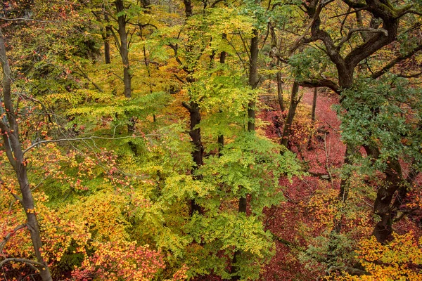 Lindas Folhas Coloridas Outono Floresta — Fotografia de Stock