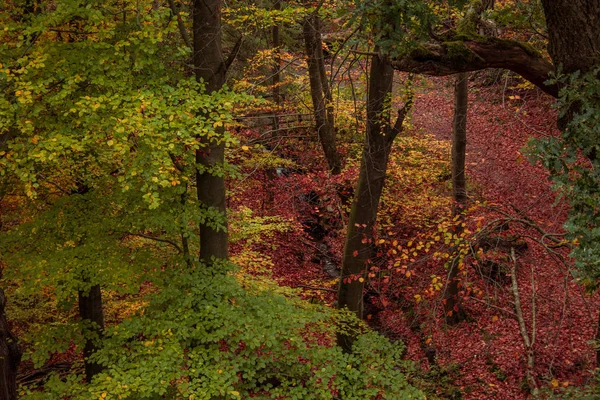 Lindas Folhas Coloridas Outono Floresta — Fotografia de Stock