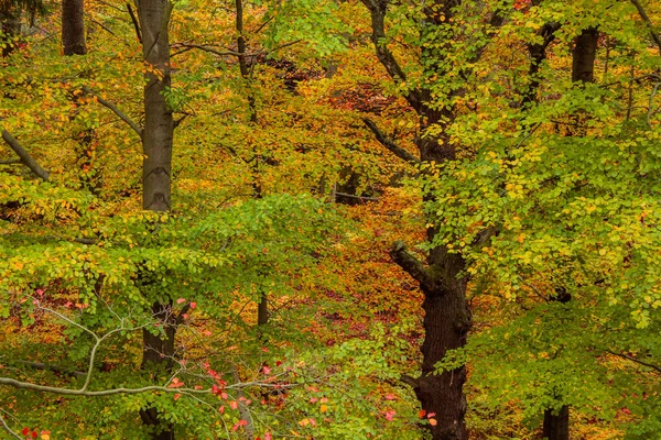 Lindas Folhas Coloridas Outono Floresta — Fotografia de Stock