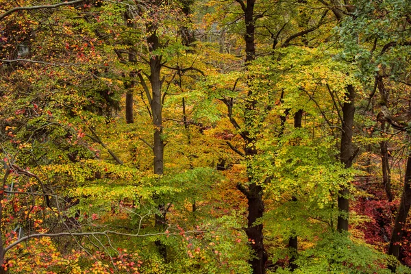 Lindas Folhas Coloridas Outono Floresta — Fotografia de Stock