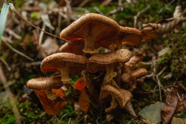 Setas Bosque Del Parque Nacional Las Montañas Harz Alemania —  Fotos de Stock