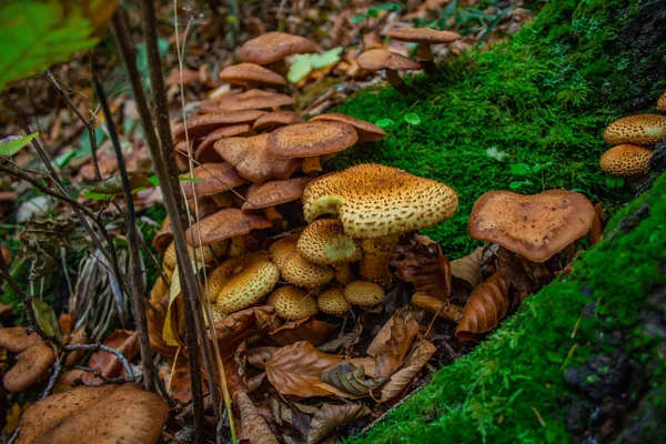 Paddestoelen Het Woud Van Bergen Van Harz National Park Duitsland — Stockfoto