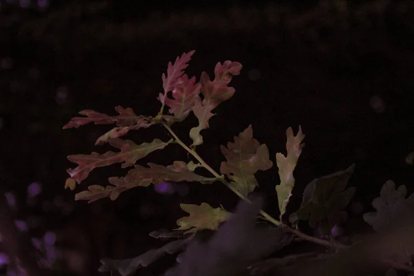 Gekleurde Herfstbladeren Donkere Achtergrond — Stockfoto