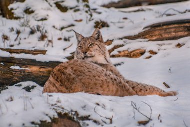 karlı kış manzara, lynx muhafaza Rabenklippe, Bad Harzburg, Almanya yakınındaki Lynx