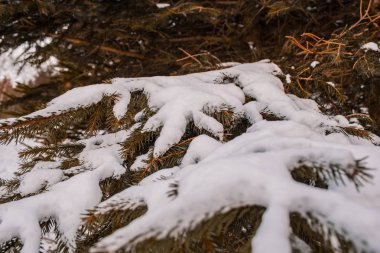 Çam iğne kaplı kar ağaç, orman manzara Almanya kış