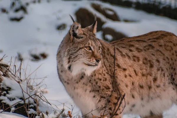 Lince Paisaje Invierno Nevado Recinto Lince Cerca Rabenklippe Bad Harzburg — Foto de Stock