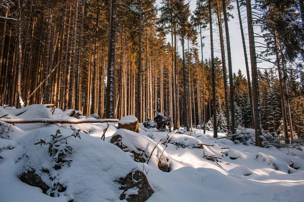 Paisaje Invernal Parque Nacional Las Montañas Harz Alemania — Foto de Stock