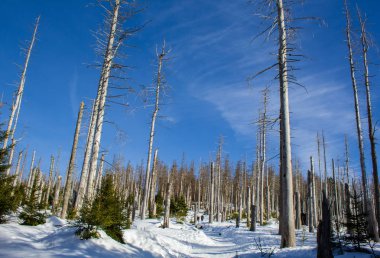 kar manzara orman Harz Dağları Milli Parkı, Almanya'da kapalı