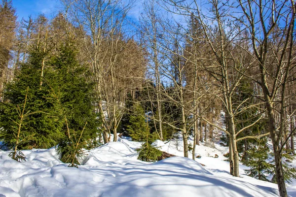 Verschneite Landschaft Wald Nationalpark Harz Deutschland — Stockfoto