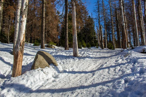 Sneeuw Bedekt Landschap Bos Bij Nationaal Park Harz Mountains Duitsland — Stockfoto