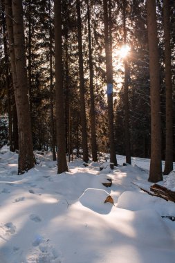 kar manzara orman Harz Dağları Milli Parkı, kaplı