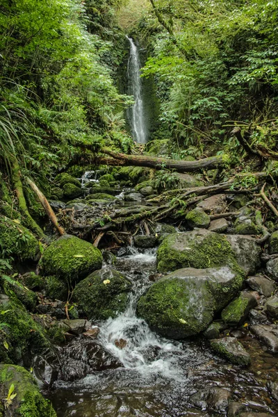 Nichols Falls perto de Dunedin em Otago, South Island, Nova Zelândia — Fotografia de Stock