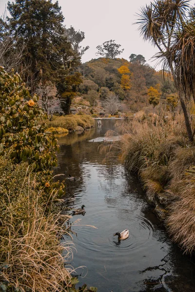 Dunedin Plantentuin, Zuid eiland, Nieuw-Zeeland — Stockfoto