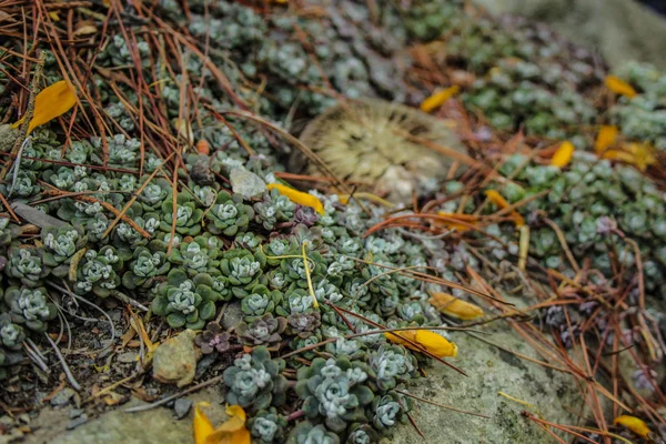 Plantas suculentas que crecen sobre rocas en Nueva Zelanda —  Fotos de Stock