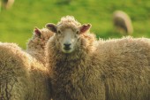 Картина, постер, плакат, фотообои "sheep on a green field at slope point during sunset, south islan", артикул 251415622