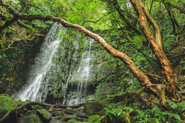 Catlins, Yeni Zelanda Güney Adası Matai Falls
