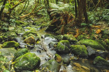 Little Nehri rainforest Yeni Zelanda'da üzerinden akan