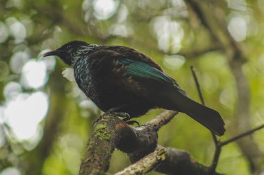 Bir ağaç, ormanının içinde yakalanan yerel Yeni Zelanda kuş oturan TUI
