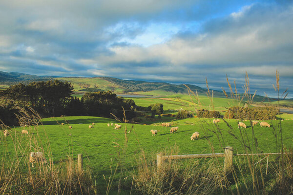 овцы на зеленом поле в точке склона во время заката, Южный Ислан
