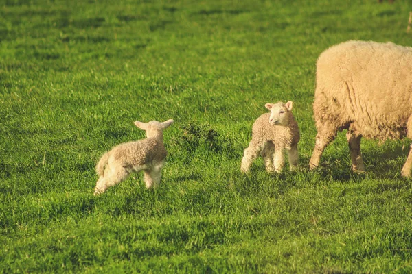 Sheep on a green field at Slope Point during sunset, South Islan — Stock Photo, Image