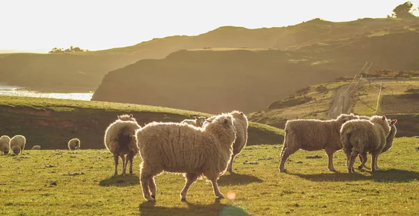 Sheep on a green field at Slope Point during sunset, South Islan — Stock Photo, Image