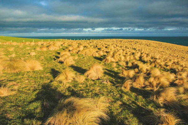 Slope Point Время Заката Южный Остров Новая Зеландия — стоковое фото