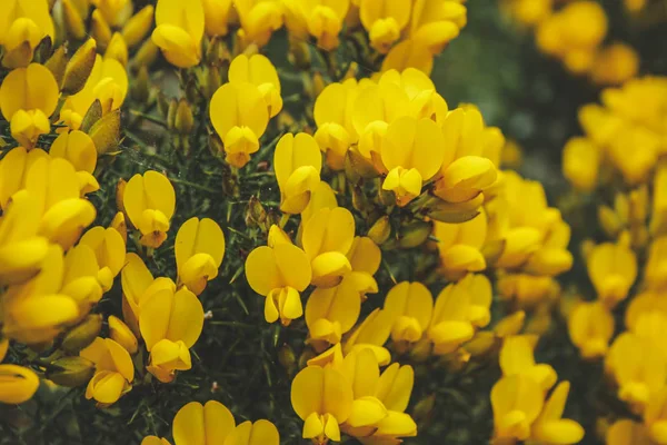 Ortak gorse (Ulex europaeus) Yeni Zelanda