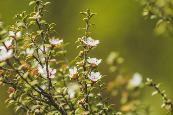 Yeni Zelanda'da Manuka ağaçta açan beyaz çiçekleri