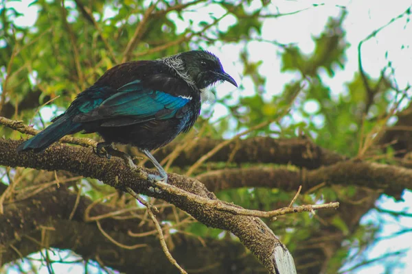 Tui sentado em uma árvore, pássaro nativo da Nova Zelândia capturado em inimigos — Fotografia de Stock