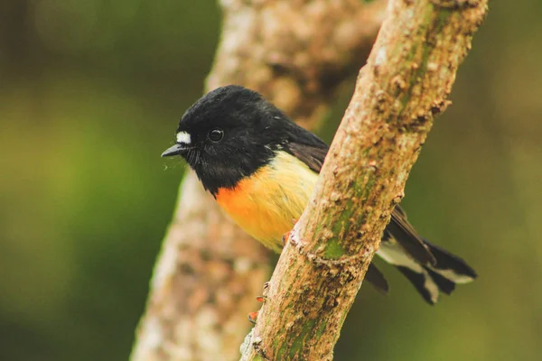 Mannelijke tomtit, Zuidereiland ondersoort, inheemse vogel si van het Nieuw-Zeeland — Stockfoto