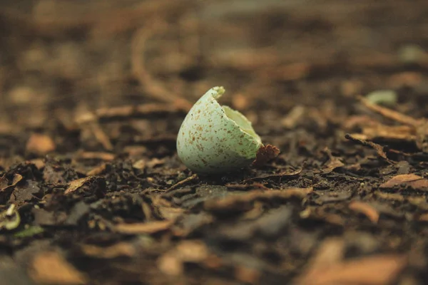 Pequeña cáscara de huevo de ave bastante roto en el suelo del bosque, Nueva Zelanda — Foto de Stock