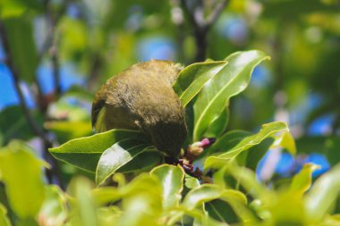 New Zealand bellbird at Lake Mistletoe in Southland, South Island, New Zealand clipart