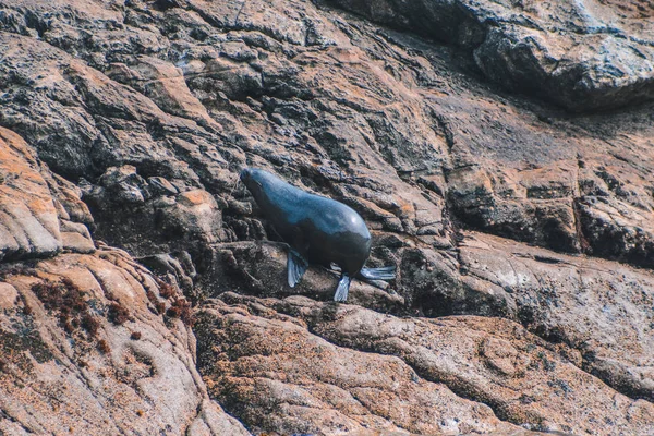 Phoque sur les rochers de Doubtful Sound - parc national Fiordland, île du Sud, Nouvelle-Zélande — Photo