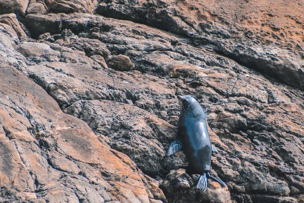 密封在岩石在怀疑声音-峡湾国家公园, 南岛, 新西兰 — 图库照片
