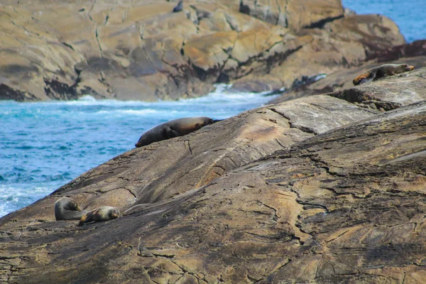 Sello en rocas en Doubtful Sound - Parque Nacional Fiordland, Isla Sur, Nueva Zelanda — Foto de Stock